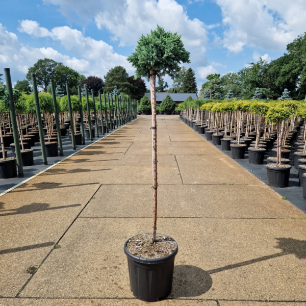 Juniperus squamata 'Blue Star'