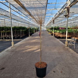 Syringa meyeri Dark Purple