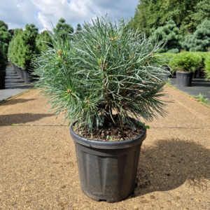 Pinus sylvestris Chantry Blue