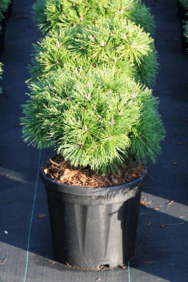 Pinus mugo Benjamin