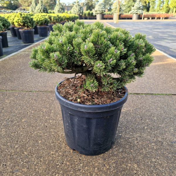 Pinus mugo Sherwood Compact