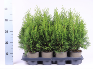 Thuja occidentalis 'Smaragd'