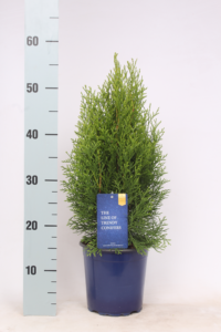 Thuja occidentalis 'Smaragd'