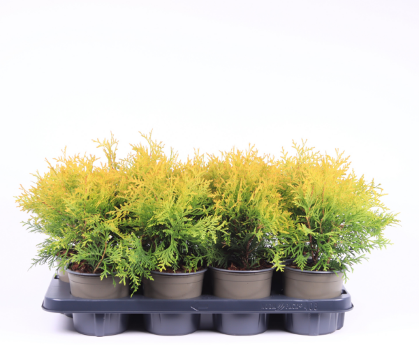 Thuja occidentalis 'Golden Globe'