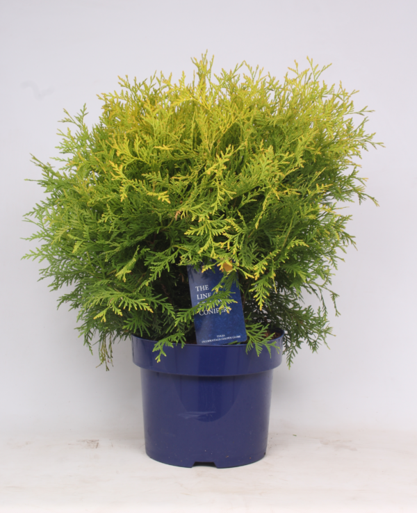 Thuja occidentalis 'Golden Globe'