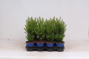 Taxus x media 'Hillii'