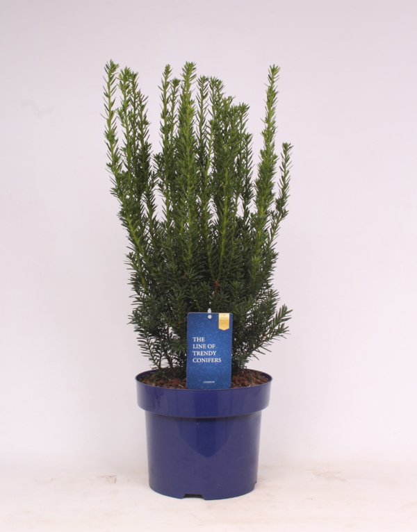 Taxus x media 'Hillii'