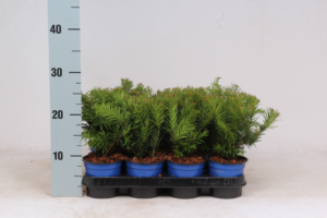 Taxus baccata 'Repandens'