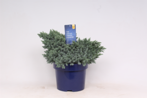 Juniperus squamata 'Blue Star'