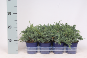 Juniperus squamata 'Blue Carpet'