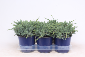 Juniperus squamata 'Blue Carpet'