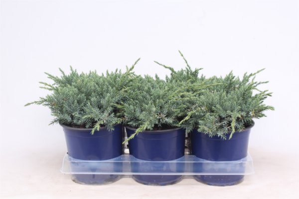 Juniperus squamata 'Blue Carpet'