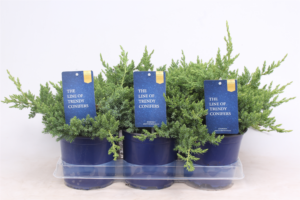 Juniperus procumbens 'Nana'