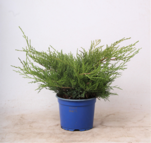 Juniperus x pfitzeriana 'Old Gold'