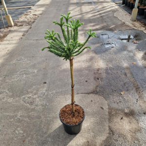 Cryptomeria japonica Dinger