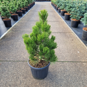 Pinus leucodermis Zwerg Schneverdingen