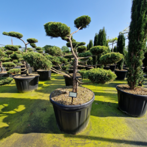 Juniperus virginiana 'Grey Owl'