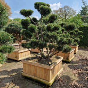 Pinus mugo 'Gnom'