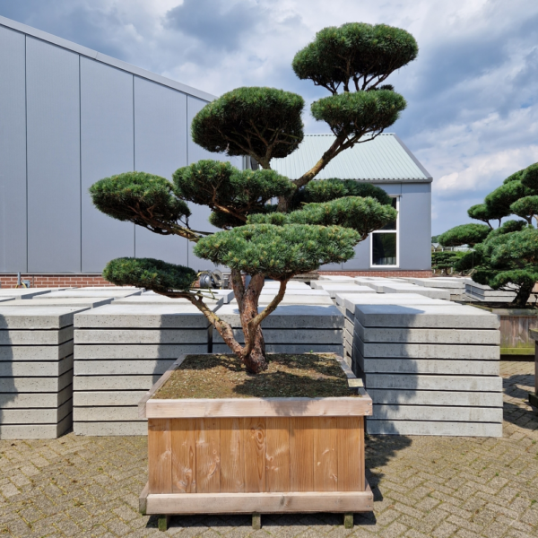 Pinus sylvestris 'Watereri'