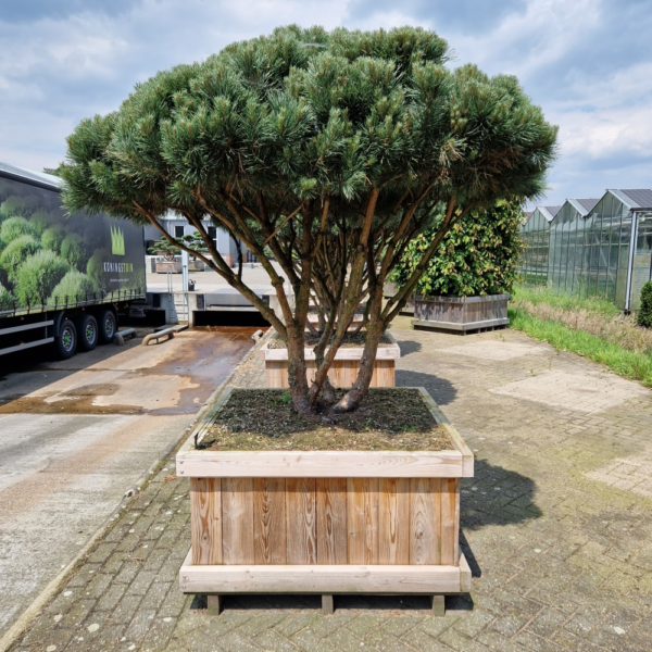 Pinus sylvestris 'Watereri'