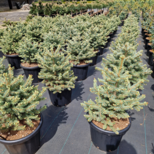 Picea pungens Sester Blue