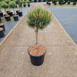 Pinus sylvestris 'Watereri'