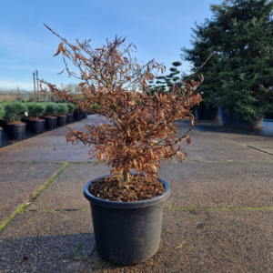 Fagus sylvatica Mercedes