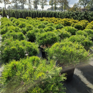 Pinus densiflora Low Glow