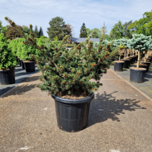 Picea pungens Luckey Strike