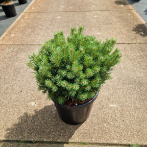 Pinus sylvestris Sandringham