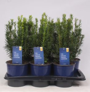 Taxus media 'Hicksii'