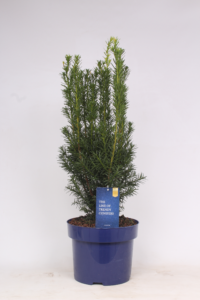 Taxus media 'Hicksii'