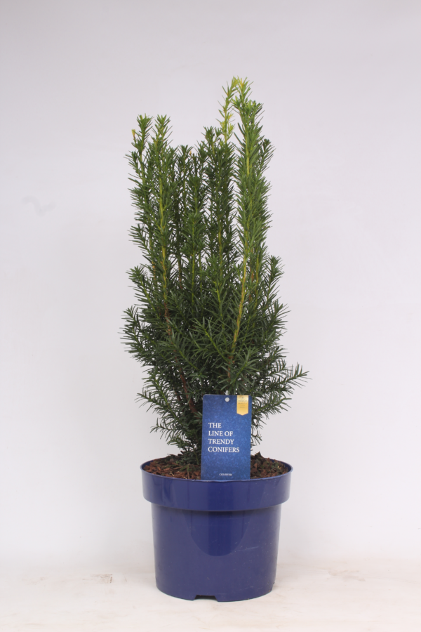 Taxus media 'Hicksii'