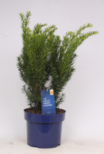 Taxus x media 'Densiformis'