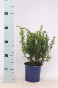 Taxus baccata 'Repandens'