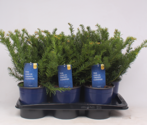 Taxus baccata 'Repandens'