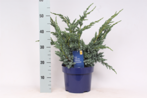 Juniperus squamata 'Meyeri'