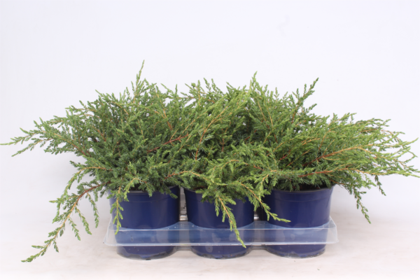 Juniperus communis 'Repanda'