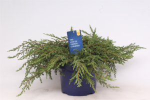 Juniperus communis 'Repanda'