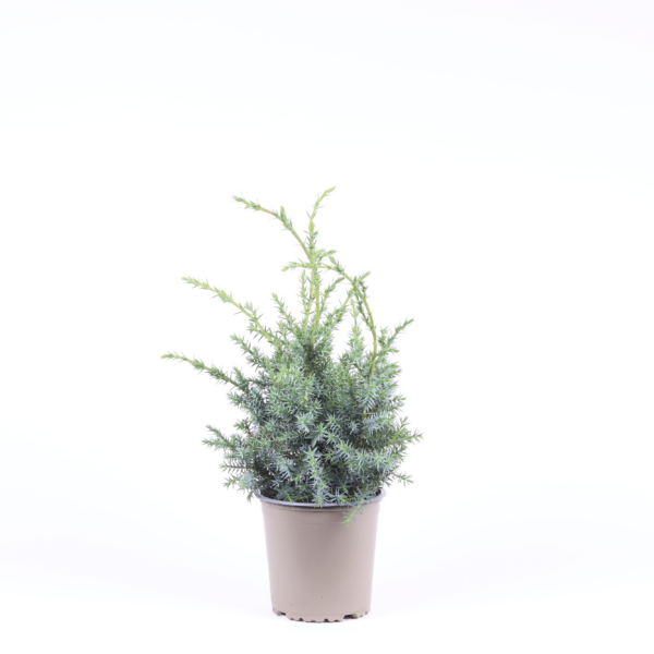 Juniperus chinensis 'Blue Alps'