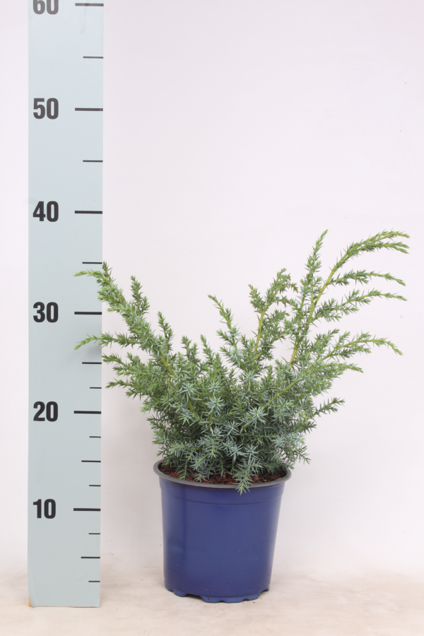 Juniperus chinensis 'Blue Alps'