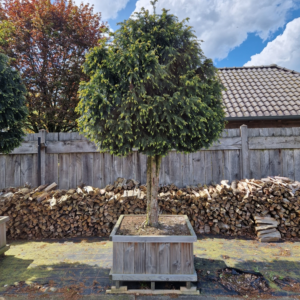 Taxus baccata 'Dovastoniana'