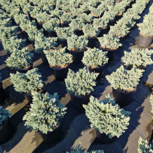 Juniperus squamata 'Blue Star'