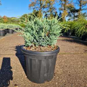 Juniperus squamata 'Holger'