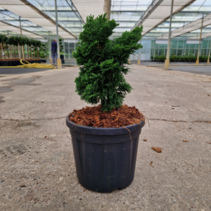 Larix decidua 'Puli'