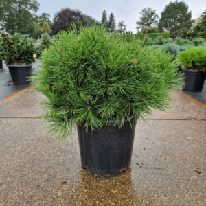 Pinus densiflora Low Glow