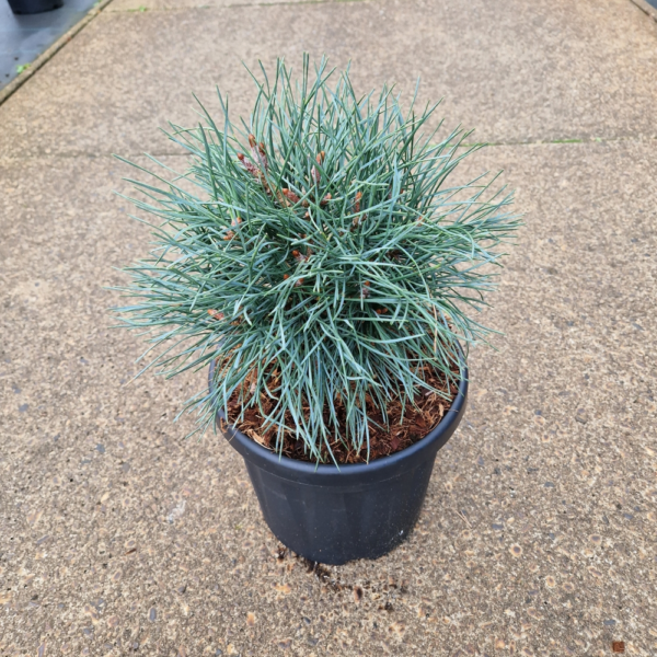 Pinus sylvestris Chantry Blue