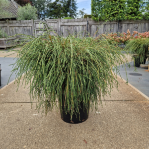 Thuja plicata 'Whipecord'