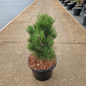 Pinus leucodermis Malinki