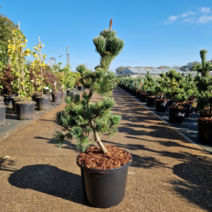 Pinus parviflora Ara-Kawa